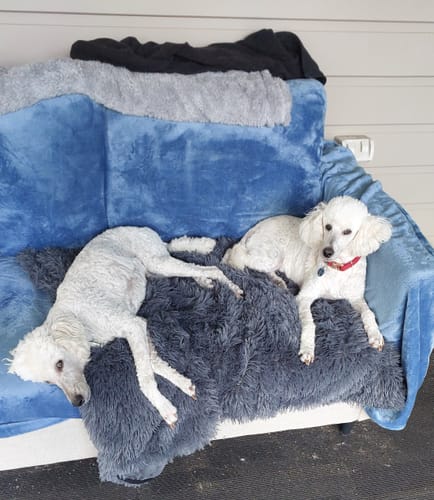 Customer photo review of DoggieBalm Natural Manuka & Hemp Shampoo and Conditioner