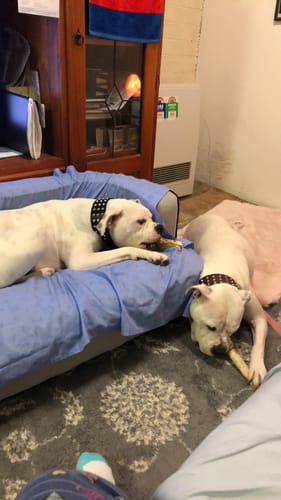 Customer photo review of New Hemp Seed Oil for Large Dogs (500ml)