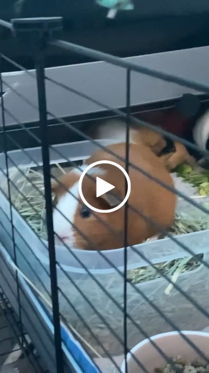 Customer video review of Original GuineaDad Liner