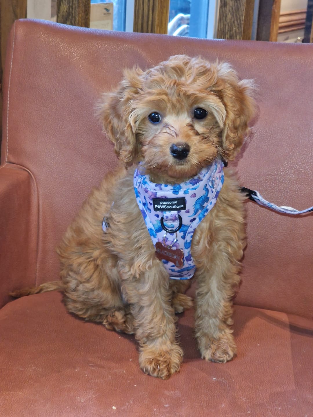 Customer photo review of Collar – Tiny Diny