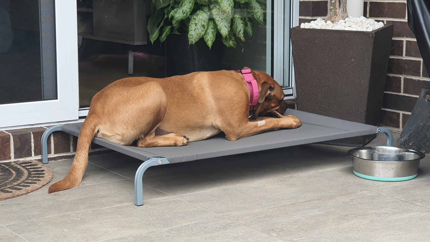 Customer photo review of Pawz Pet Trampoline
