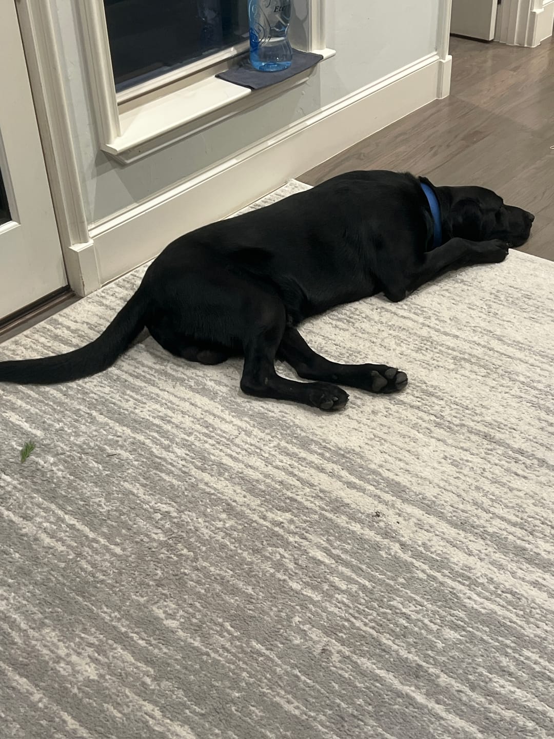 Customer photo review of 12 Inch Standard Braided Bully Stick