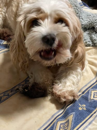 Customer photo review of Roo Ears with Fur (5 Pack)