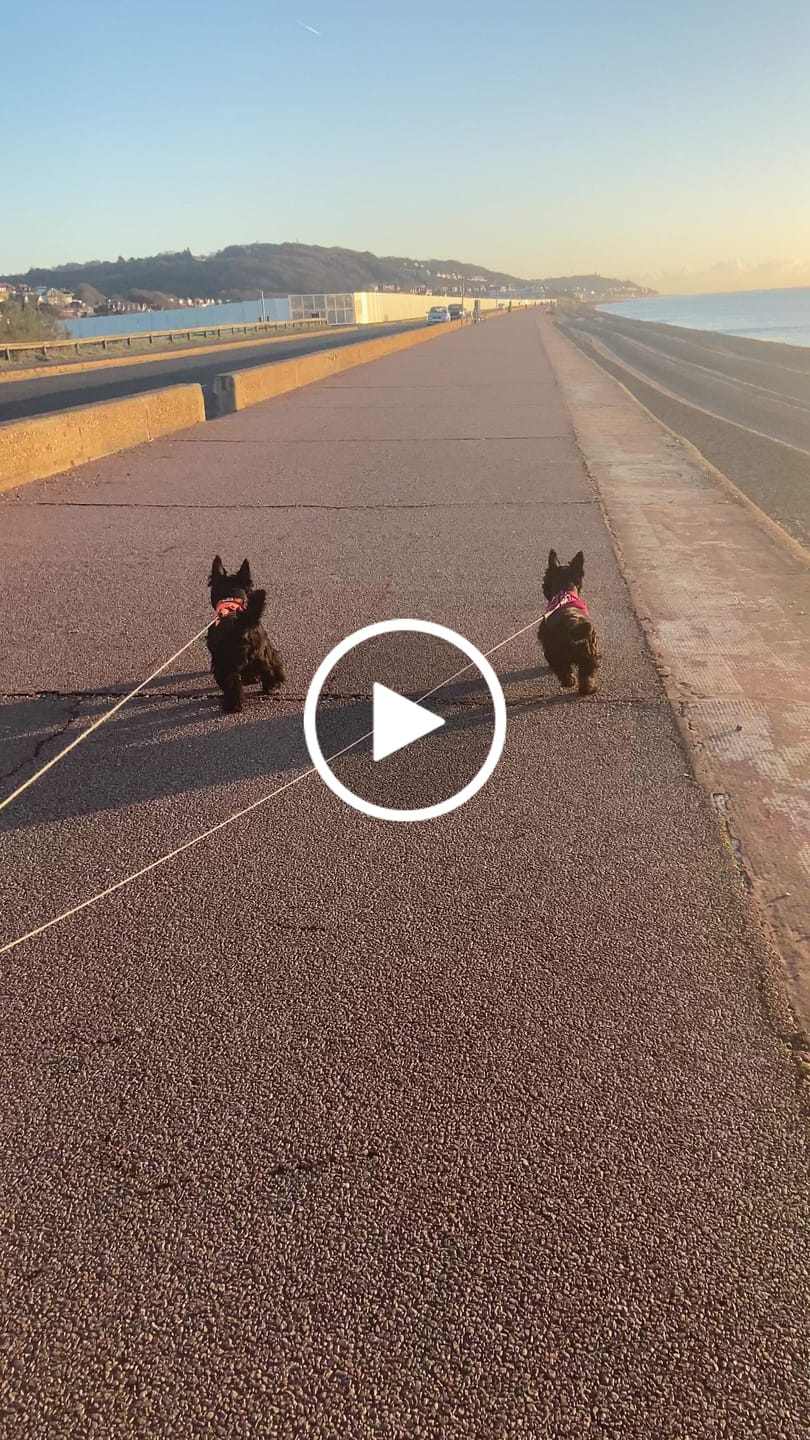 Customer video review of Boomerang Harness - Non Restrictive, Lightweight, Small - Medium Breeds -  Carminerose