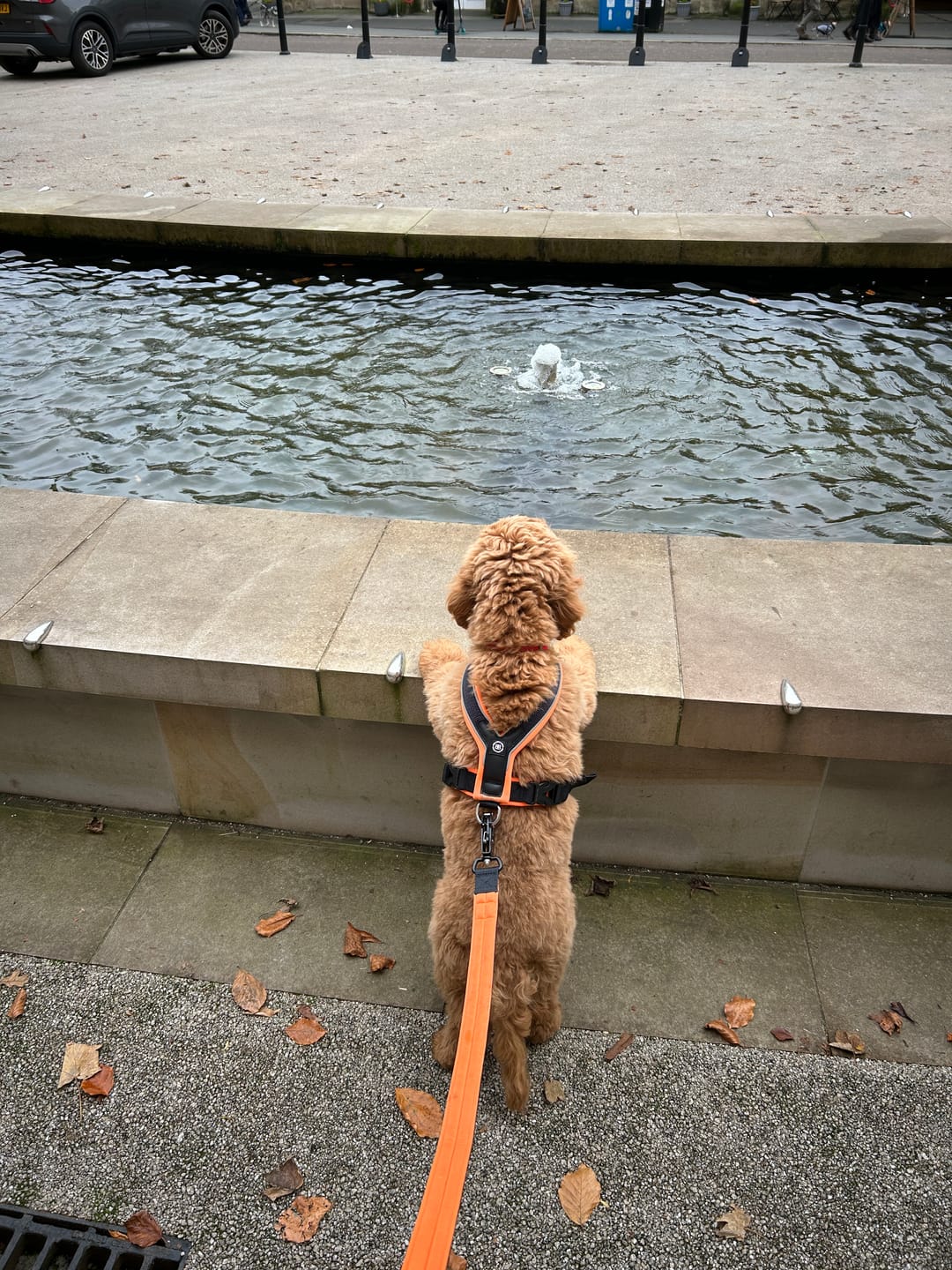 Customer photo review of Slip on Padded Comfort Harness | Non Restrictive & Reflective - Black & Orange