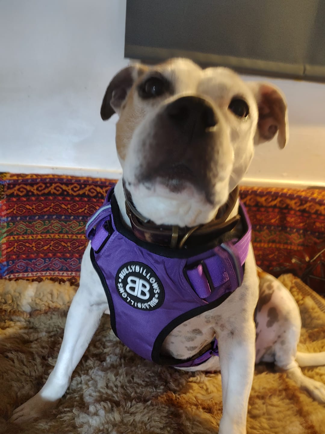 Customer photo review of Premium Comfort Harness | Non Restrictive & Adjustable - Purple