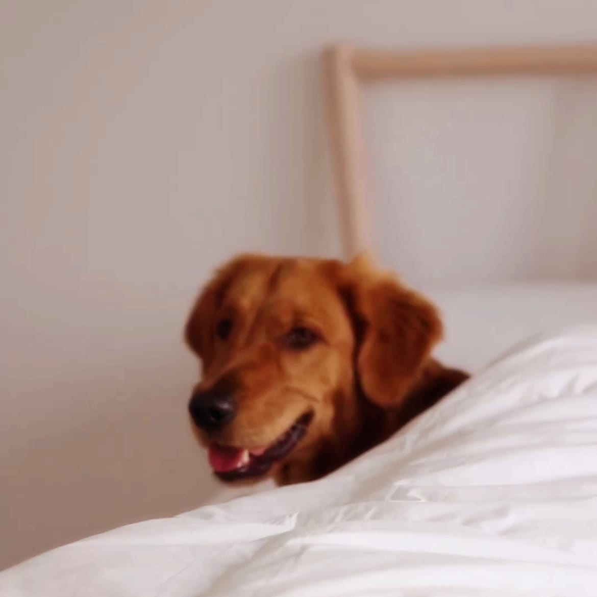 Customer photo review of Premium Down Comforter