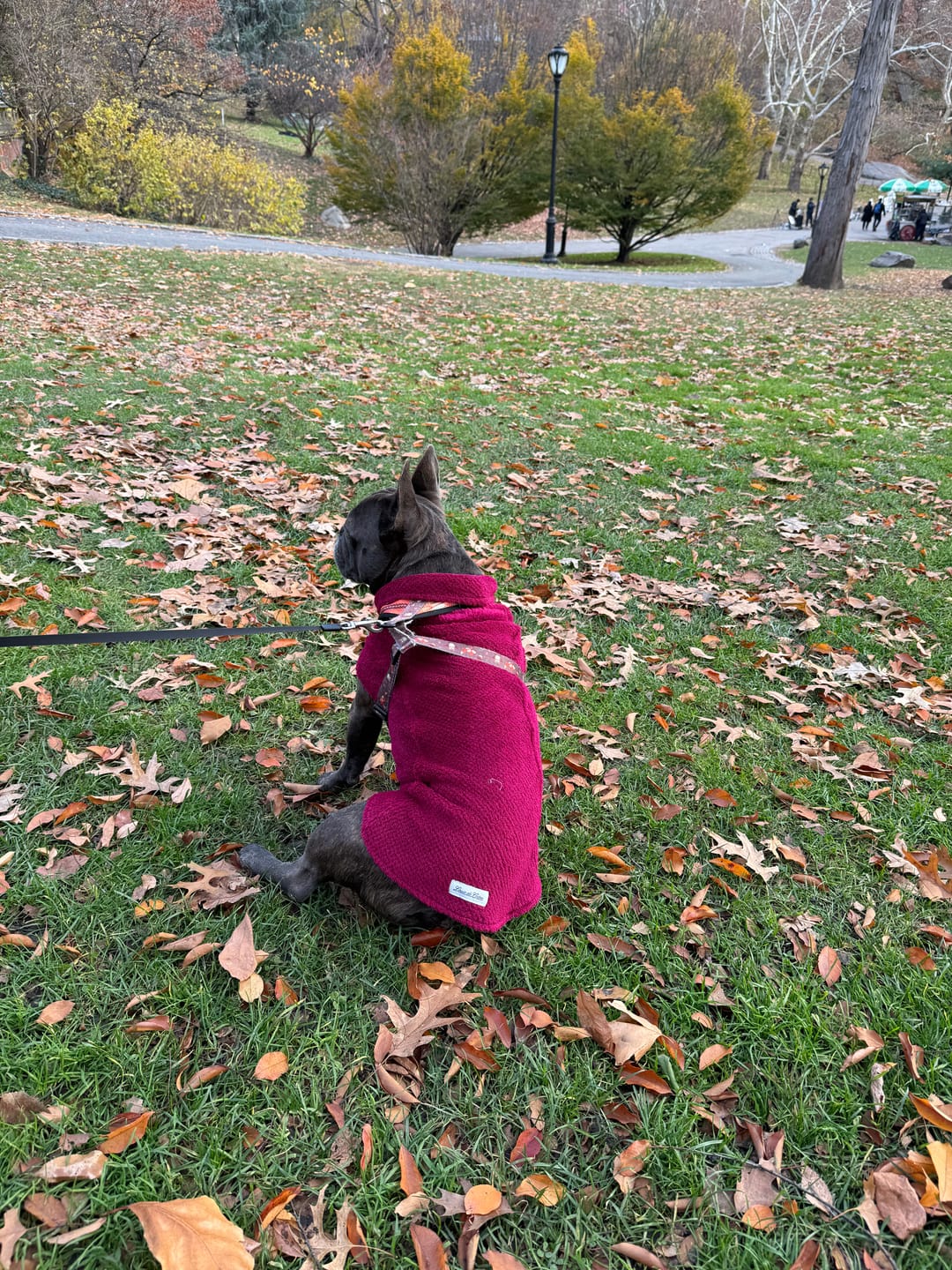 Customer photo review of Calming Pullover Fleece Sweater For All Size Pups - Garnet