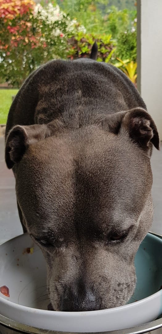 Customer photo review of Primal Venison - Raw Free ranged for dogs and cats