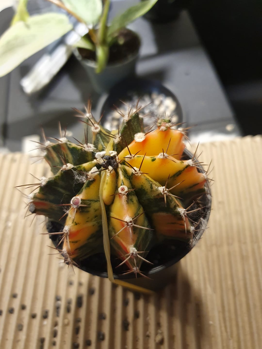 Customer photo review of Gymnocalycium Mihanovichii Variegata (Kaktus)