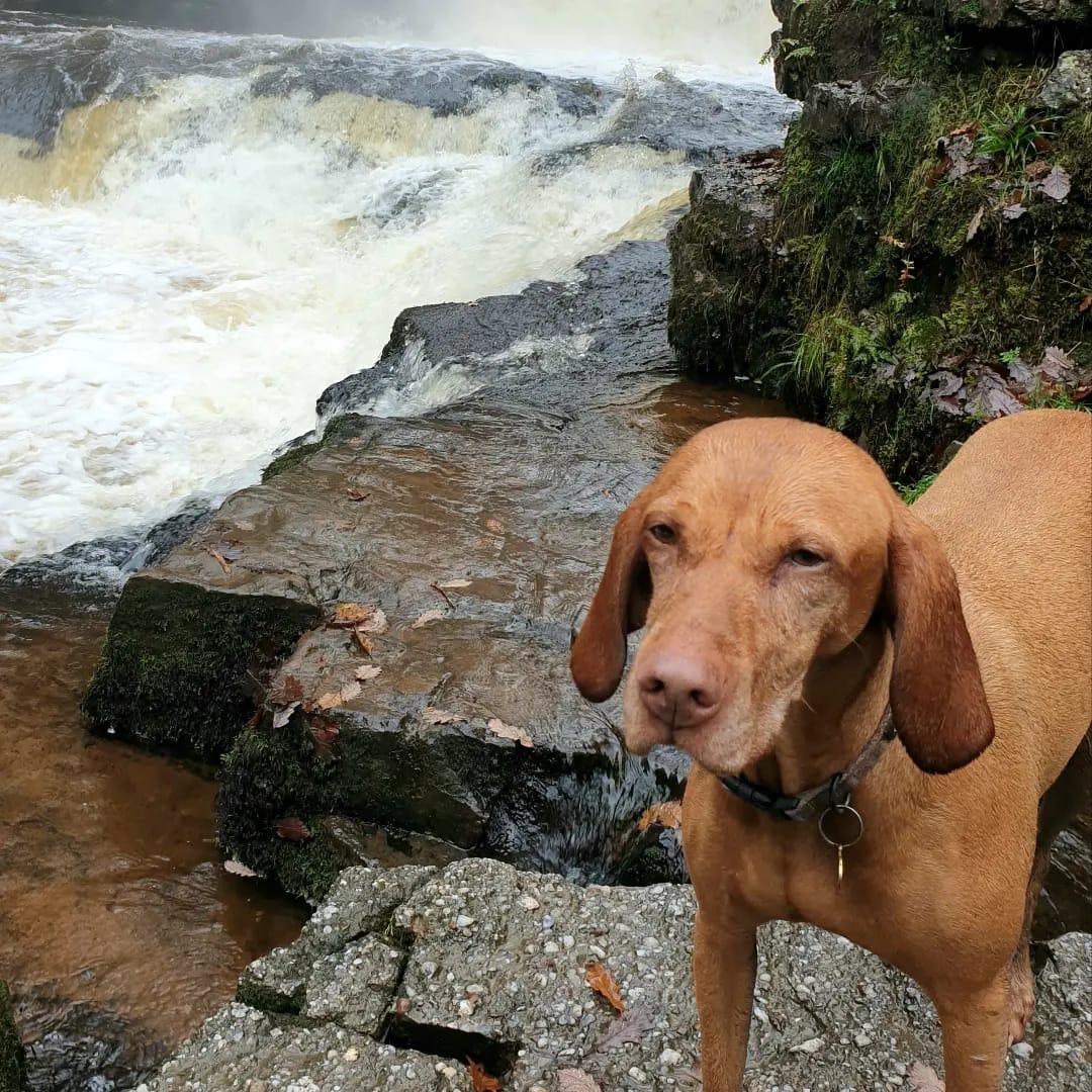 Customer photo review of Original Beef - Adult Dry Dog Food 3Kg