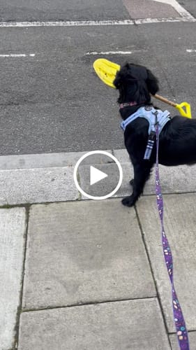 Customer video review of Tough Trails™ Harness - Smiley Check - Sale