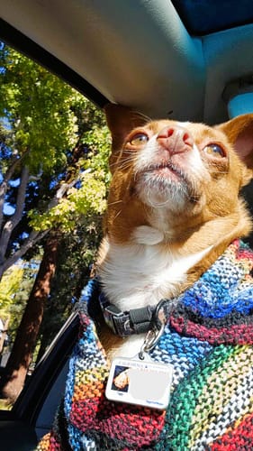 Customer photo review of Playa Poncho - Surprise Color