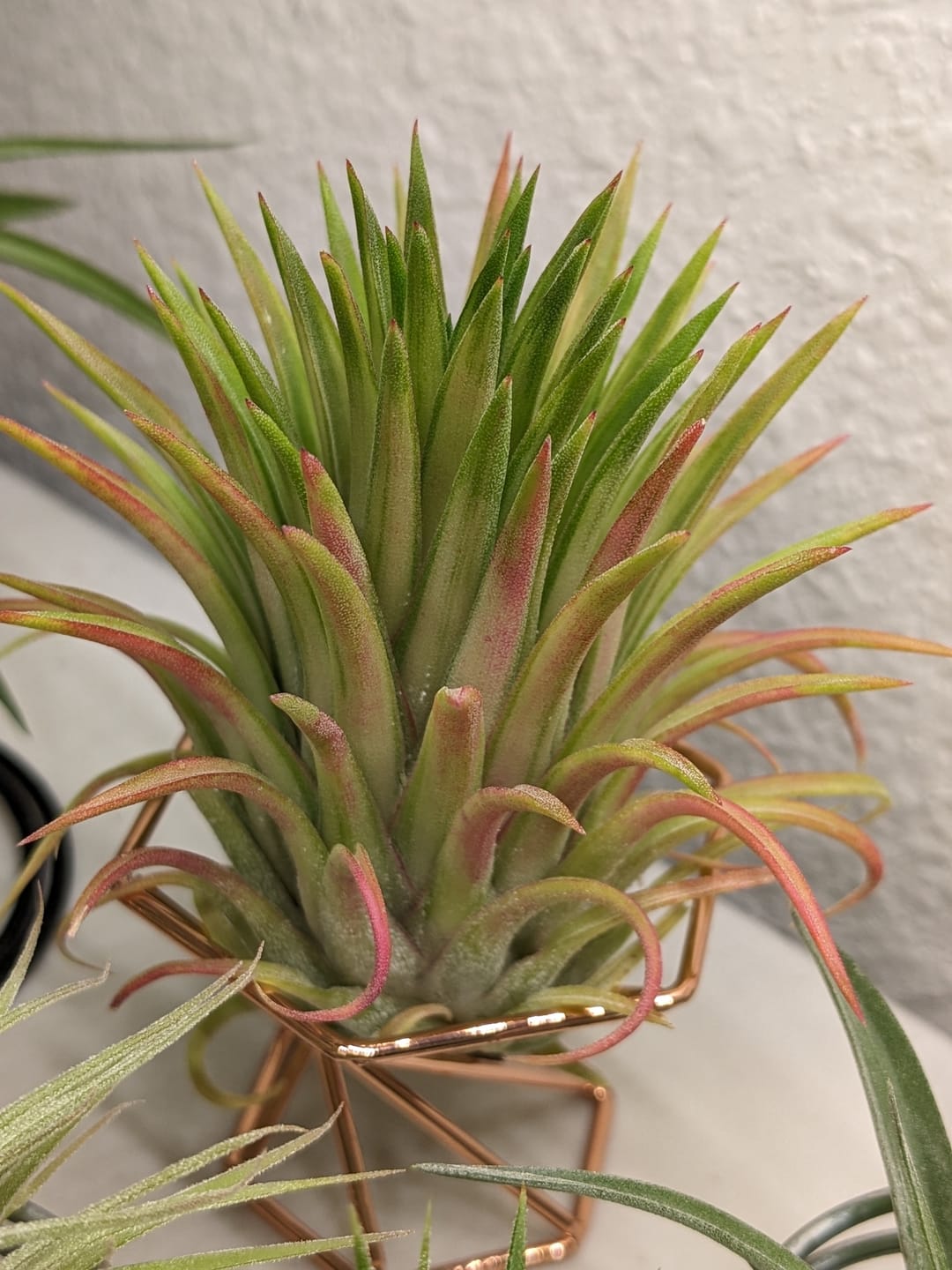 Customer photo review of Ionantha Variegata  Rare Ionantha Form *SALE!*