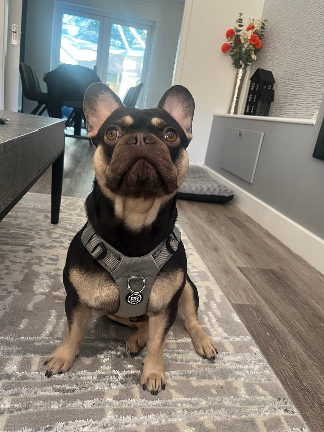 Customer photo review of Air Mesh Harness - Anti-Pull, With Handle, Non Restrictive & Adjustable - Grey