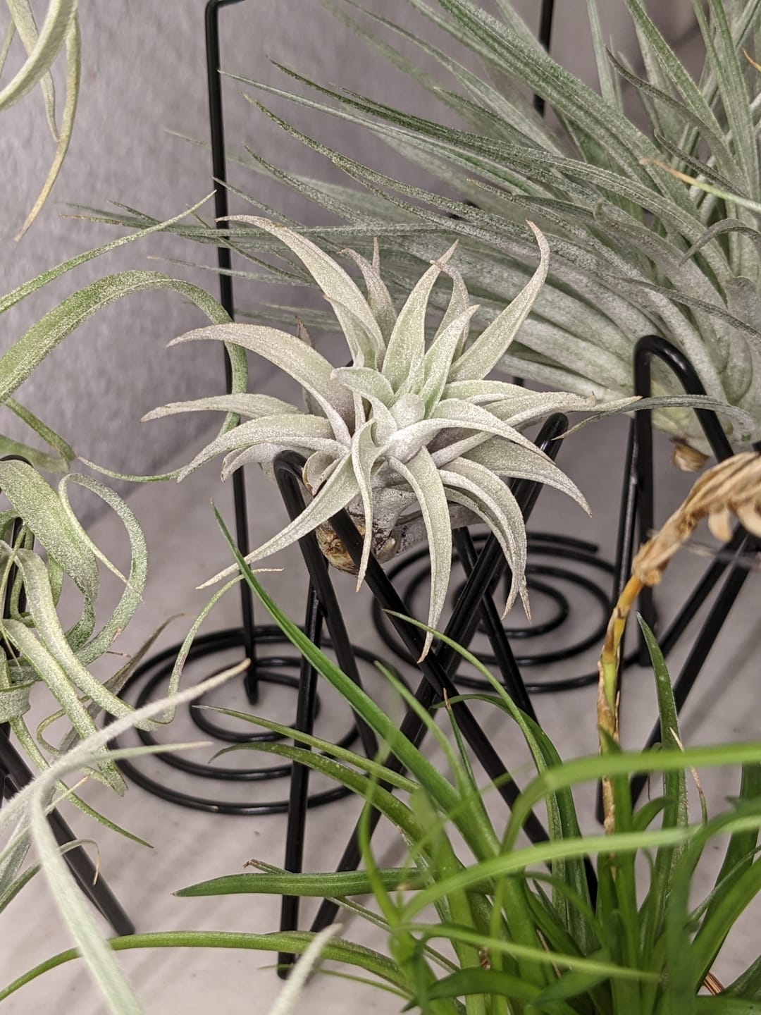 Customer photo review of Harrisii  (Easy Care Plant)  *Cannot Be Shipped Internationally*