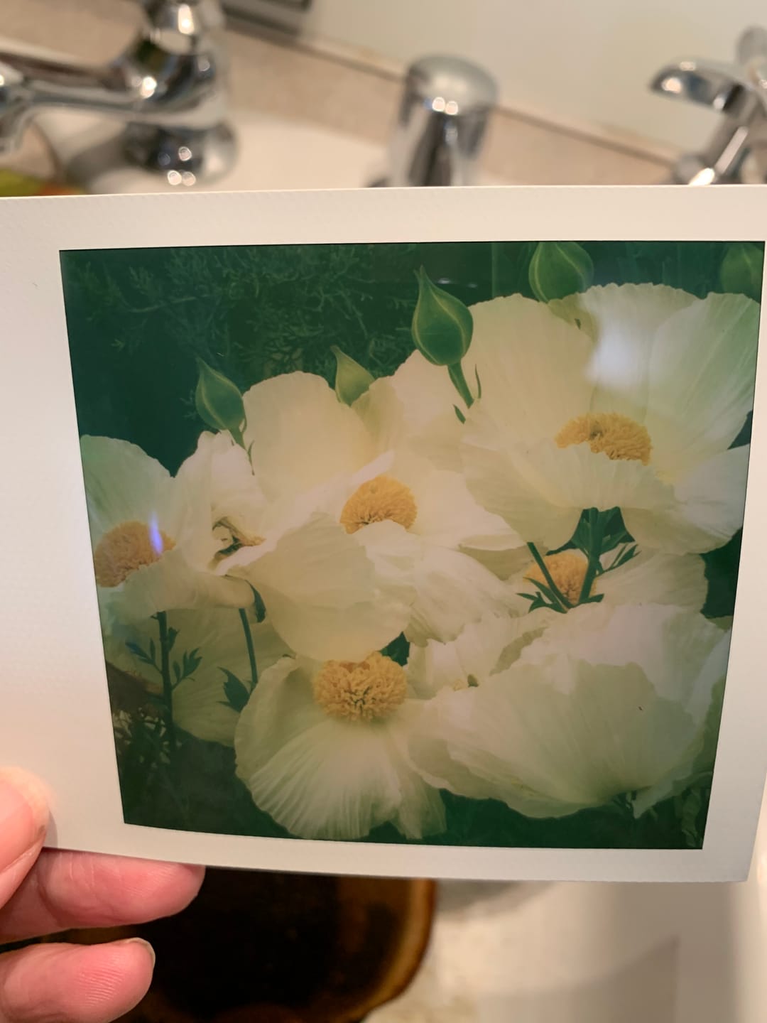 Customer photo review of Polaroid Color 600 Instant Film - Five Pack