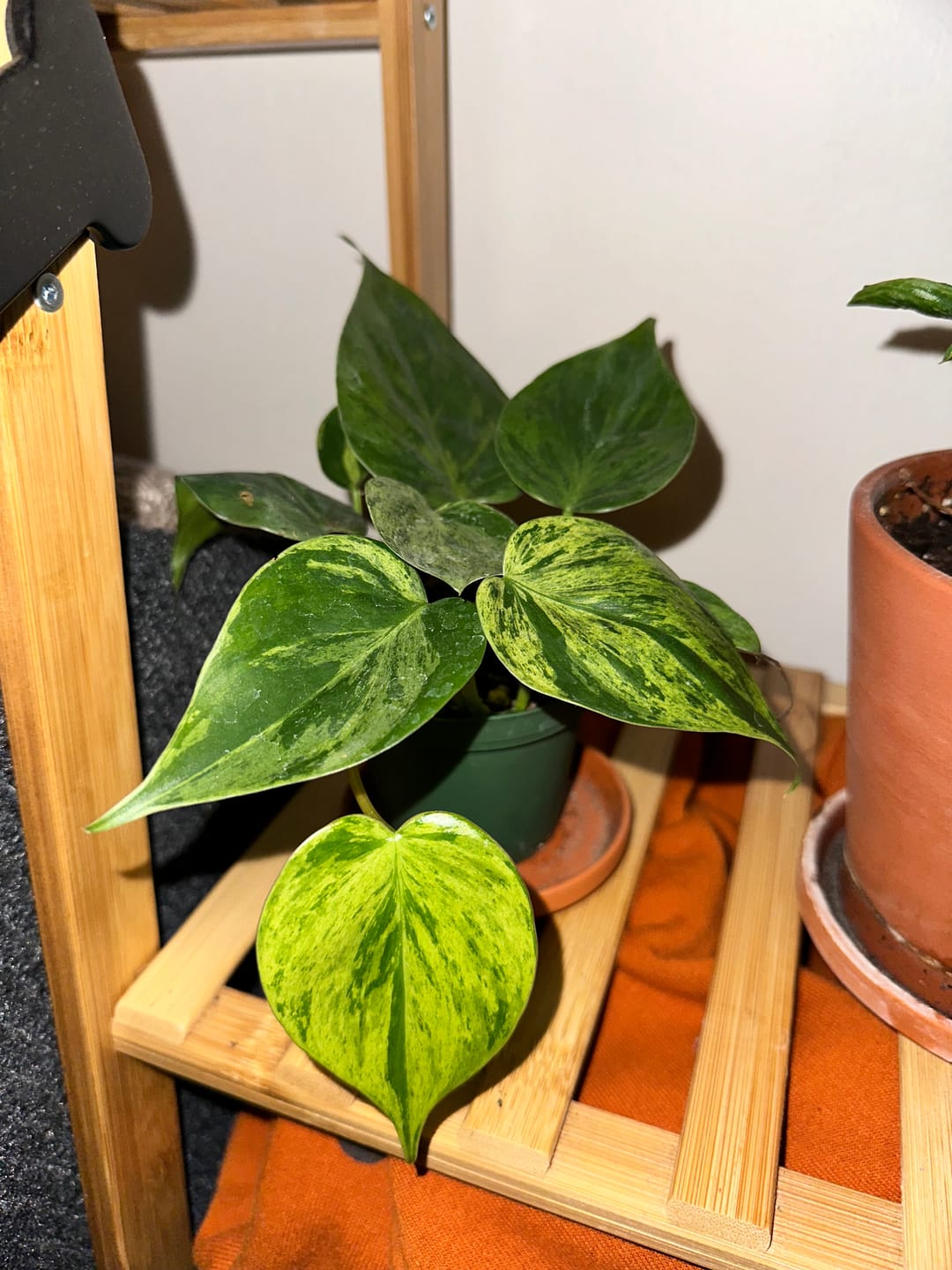 Customer photo review of Philodendron hederaceum variegata