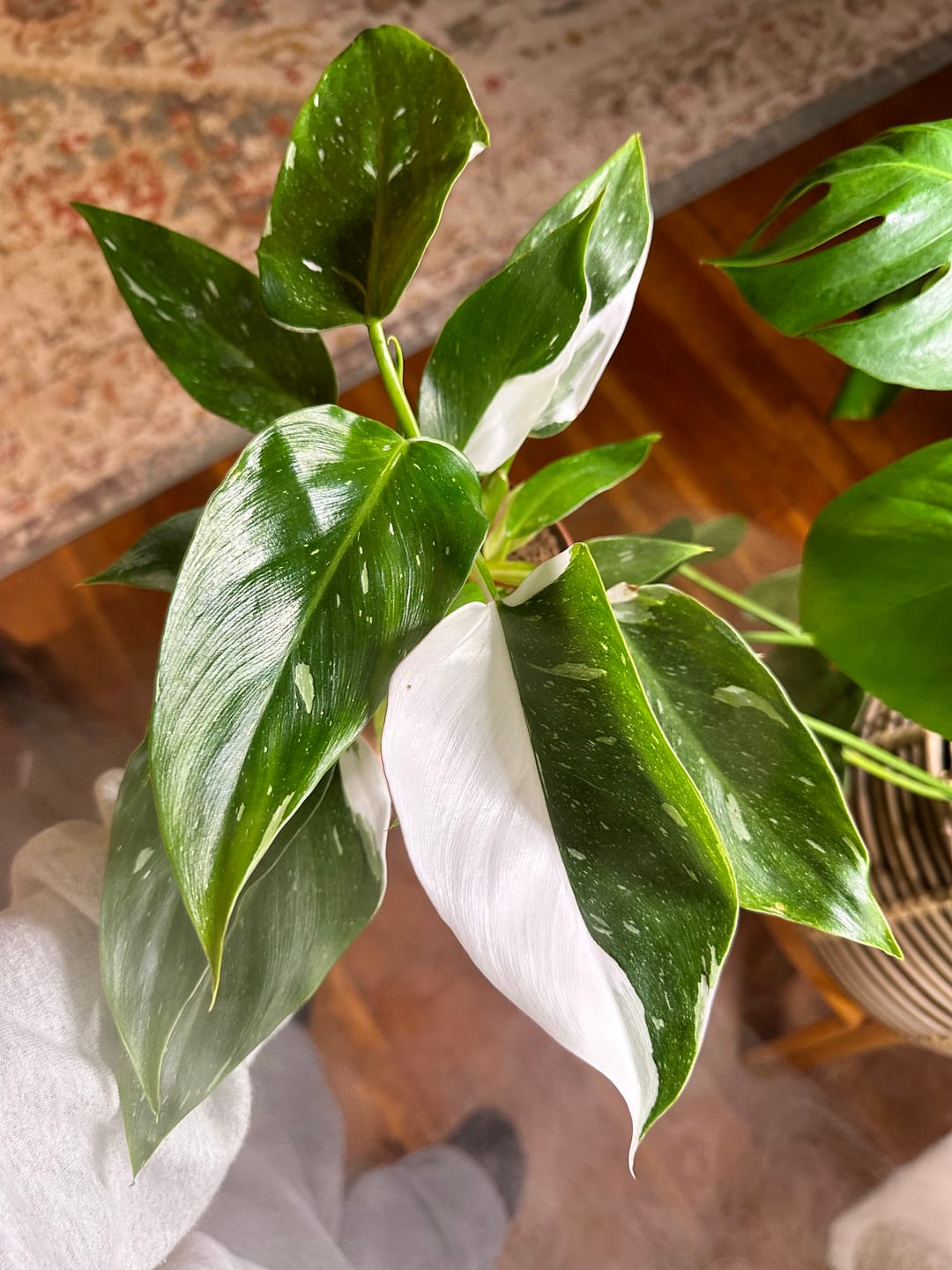 Customer photo review of Philodendron 'White Princess'