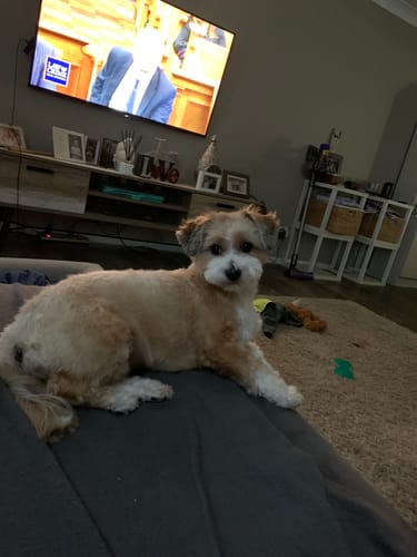 Customer photo review of Hemp Seed Oil for Dogs (200ml)