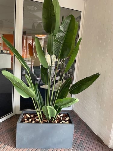 Customer photo review of Kunst Bananenplant Serie A 210cm