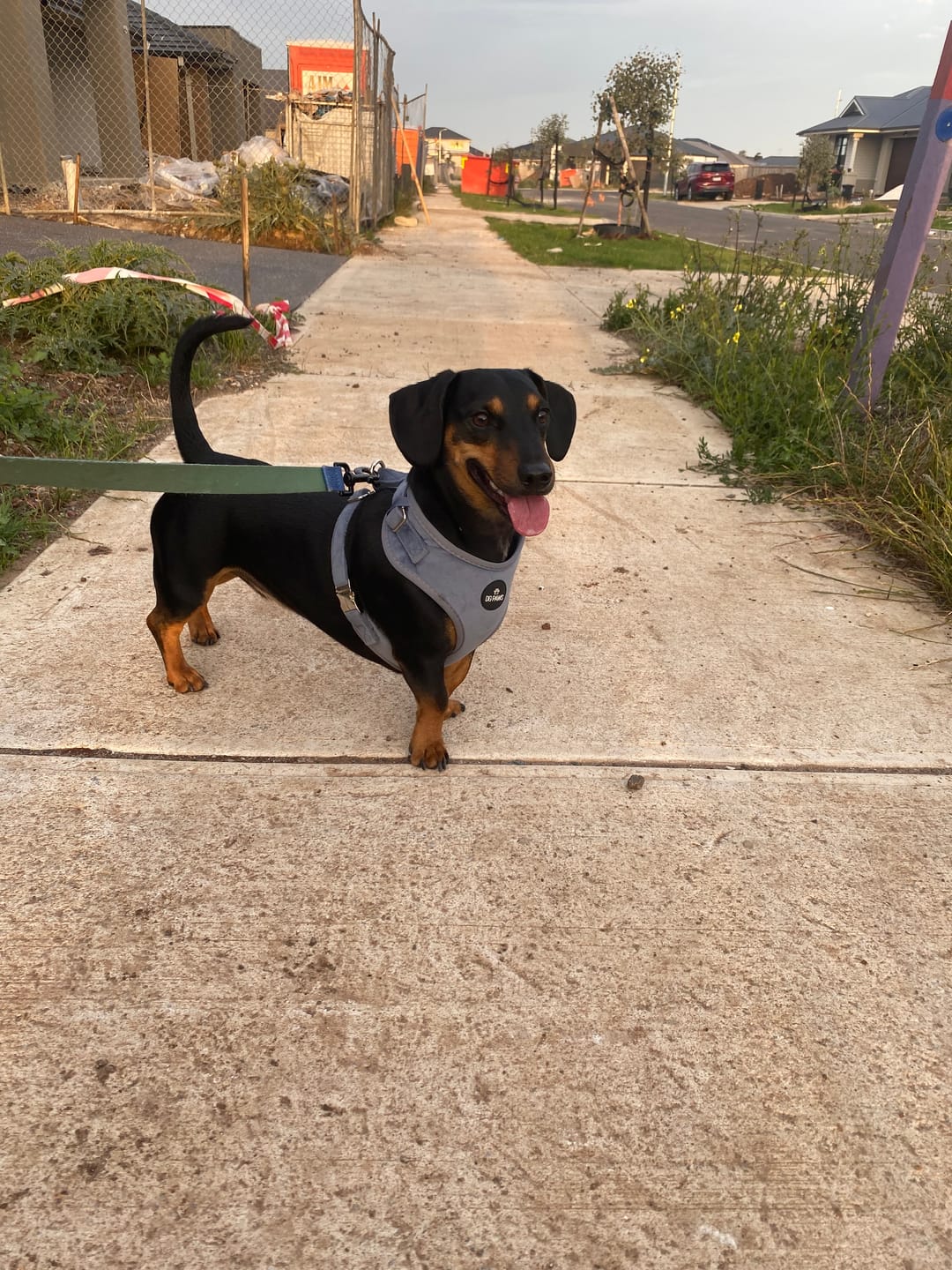 Customer photo review of Blue Velvet Dog Harness