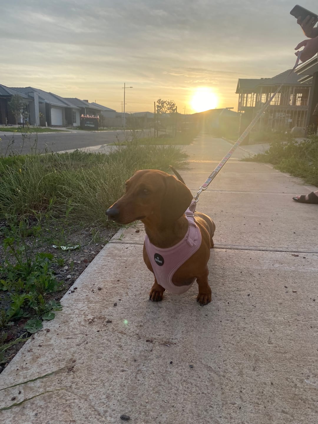 Customer photo review of Pink Velvet Dog Harness