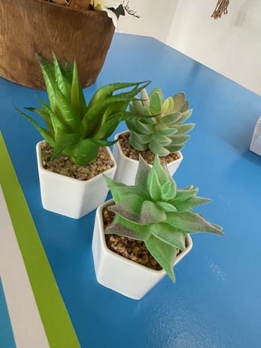 Customer photo review of Gratis Vetplant Succulent Assorti B