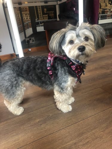 Customer photo review of Tough Trails™ Harness - Mable's Meadow