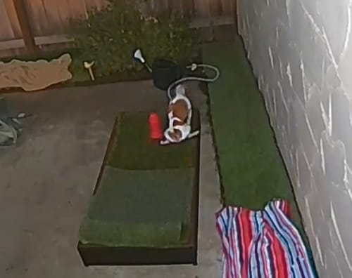 Customer photo review of Porch Potty Standard