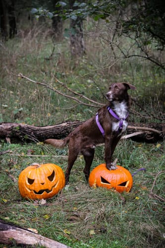 Customer photo review of Premium Hundegeschirr gepolstert