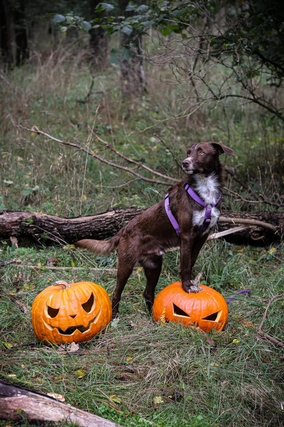 Customer photo review of Premium Hundegeschirr gepolstert