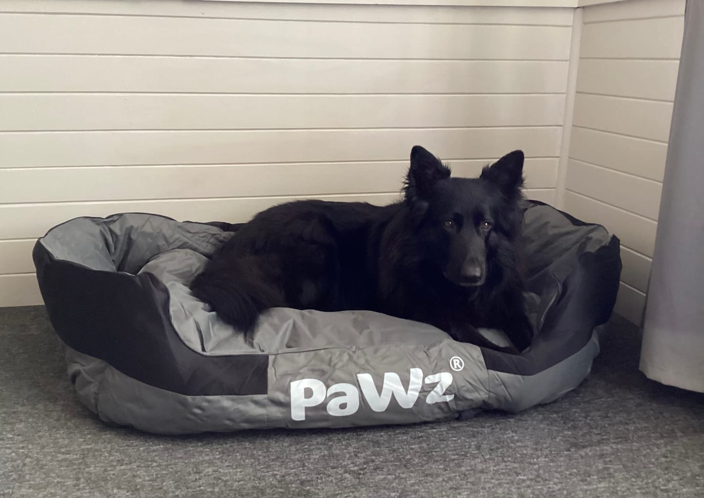Customer photo review of PaWz waterproof heavy-duty bed