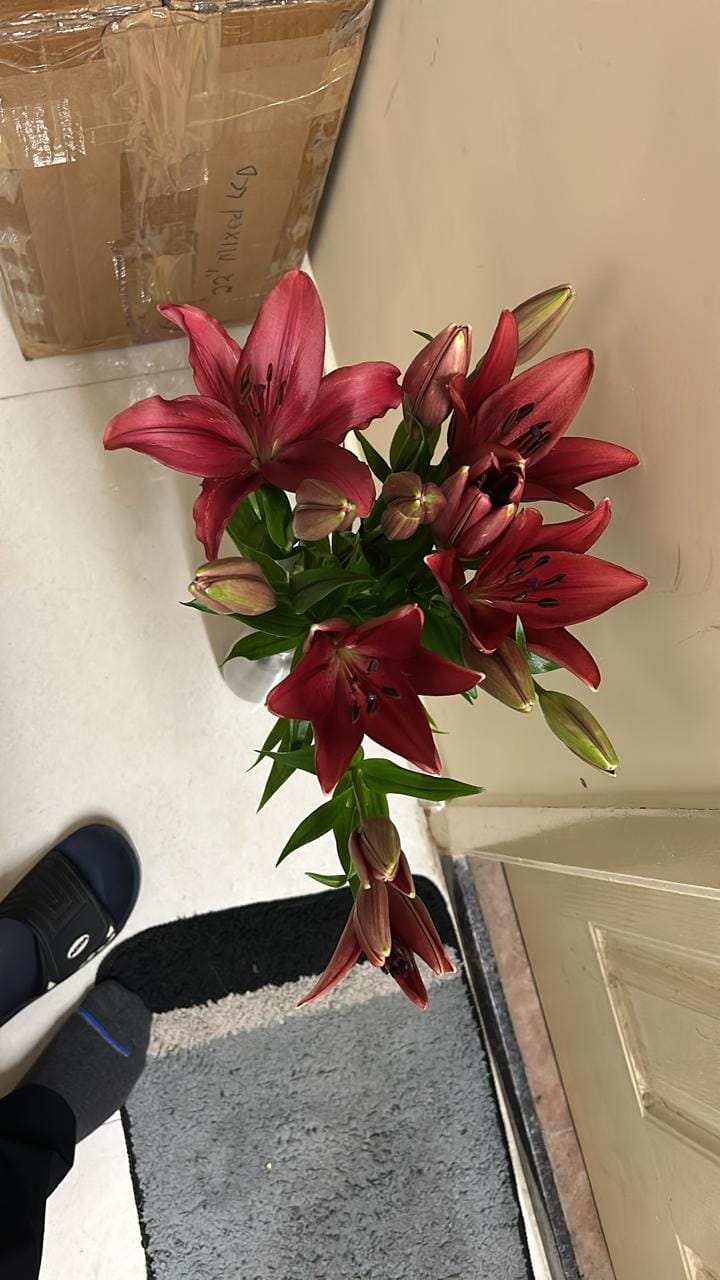 Customer photo review of Asiatic Lily