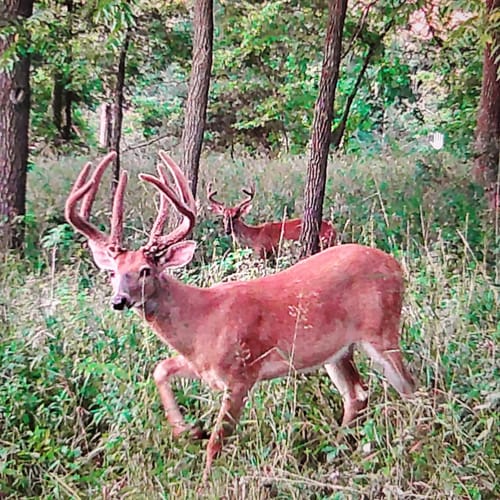 Customer photo review of STOCKPILE™ DEER BLOCK - 20 LBS