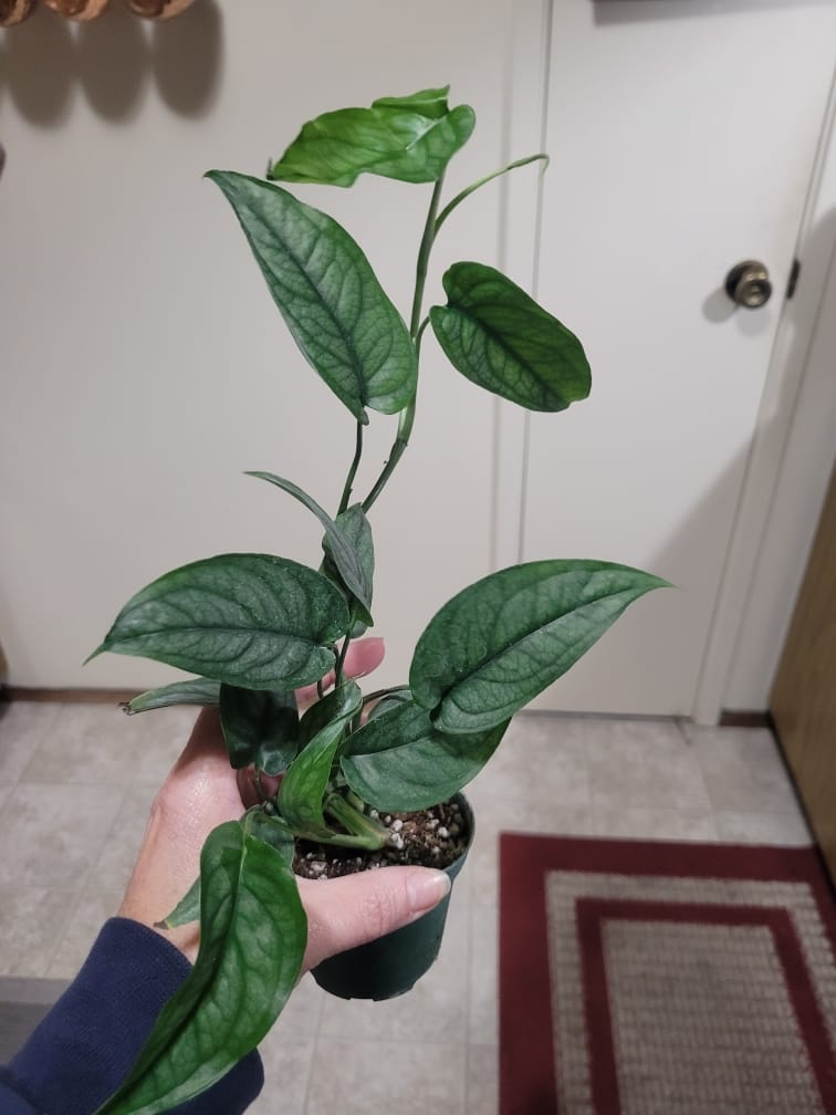 Customer photo review of Monstera siltepecana