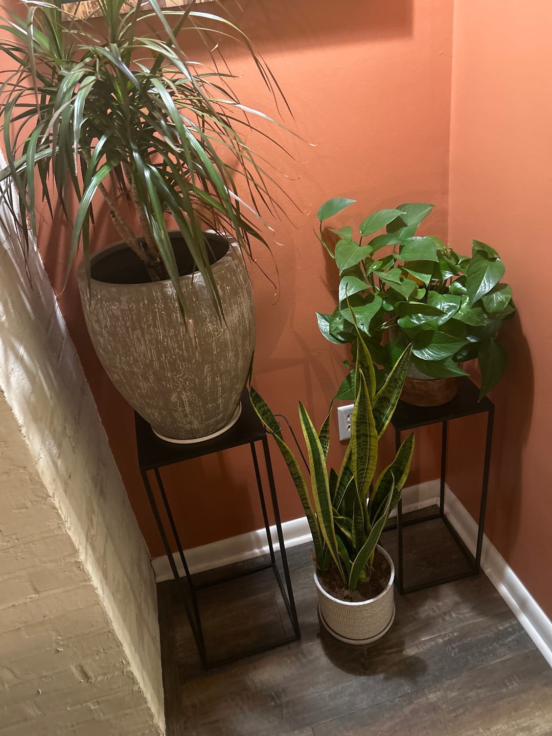 Customer photo review of Houseplant Top 40 Guide + Playlist