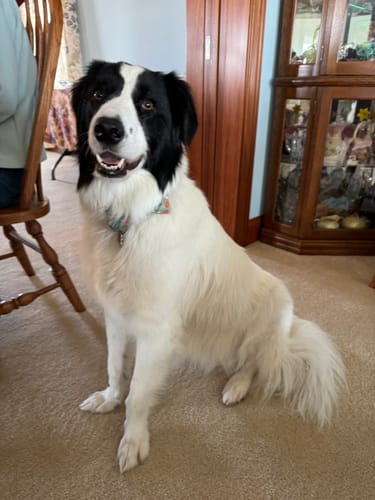 Customer photo review of Official Turkey Taster Thanksgiving Bow for Dog Collar and Cat Collar