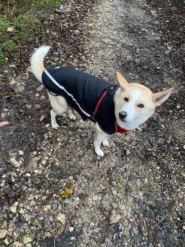 Customer photo review of Lightweight Blackdog Dog Coat with leg-straps