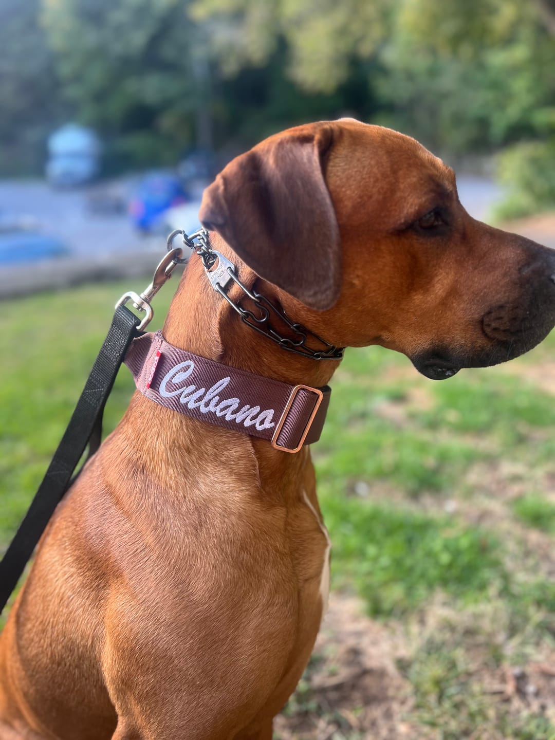 Customer photo review of 2" Tacti Luxe Dog Collar - Rose Gold - Honeydew