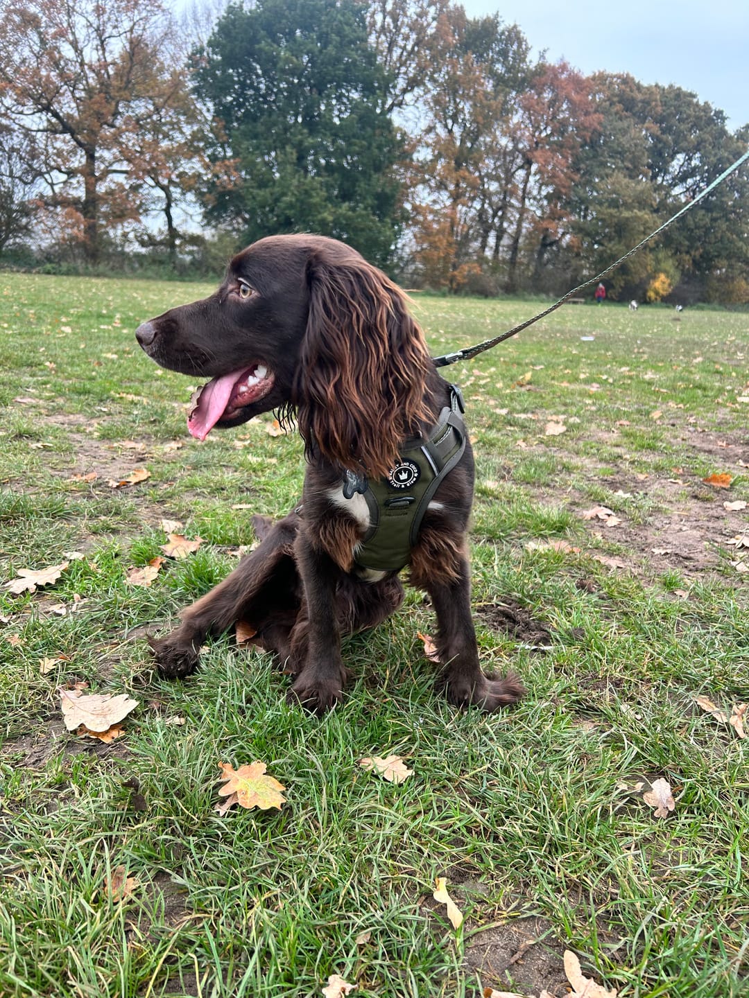 Customer photo review of Trail & Glow® Dog Harness - The Khaki One