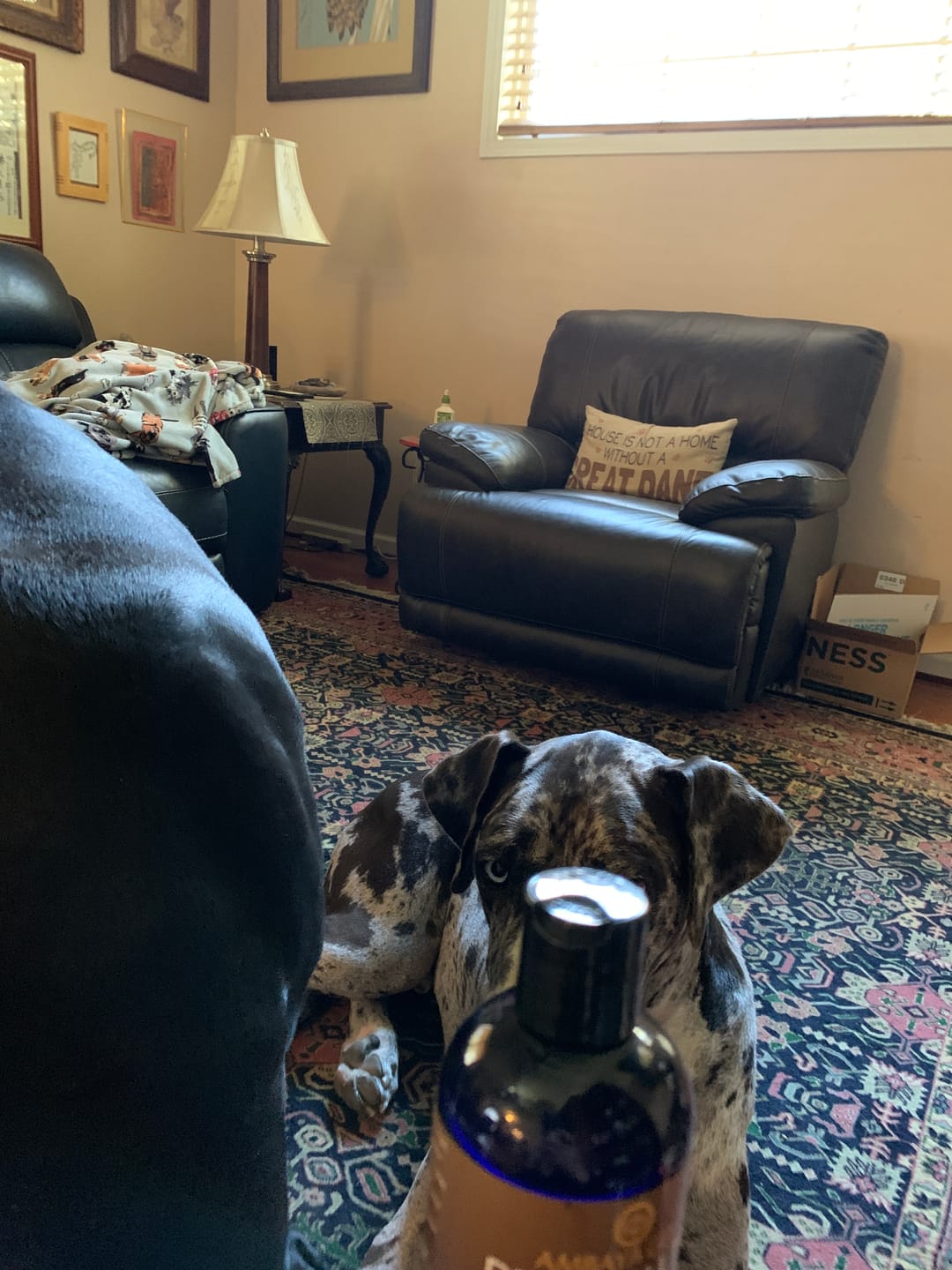 Customer photo review of Pet Health +