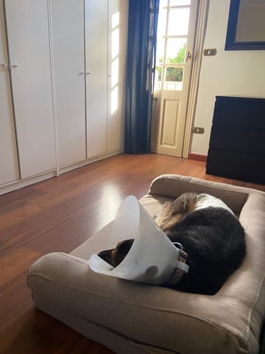 Customer photo review of Biggie Pet Bed