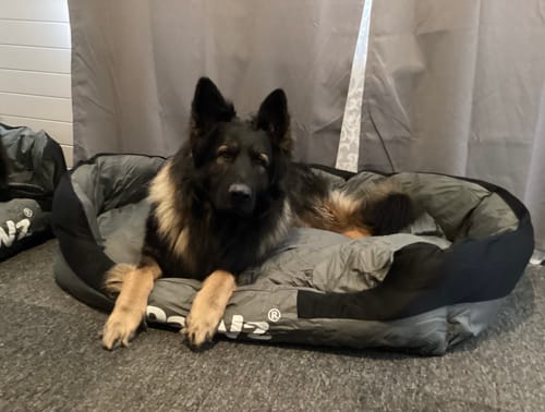 Customer photo review of PaWz waterproof heavy-duty bed