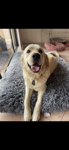 Customer photo review of PaWz Multimat Calming Bed For Dog