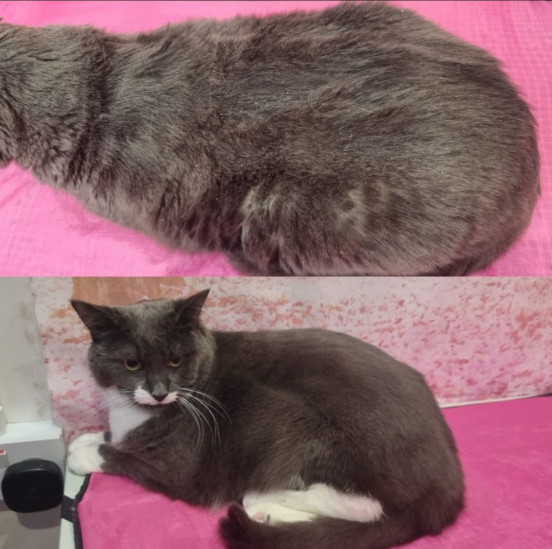 Customer photo review of Cat Shampoo
