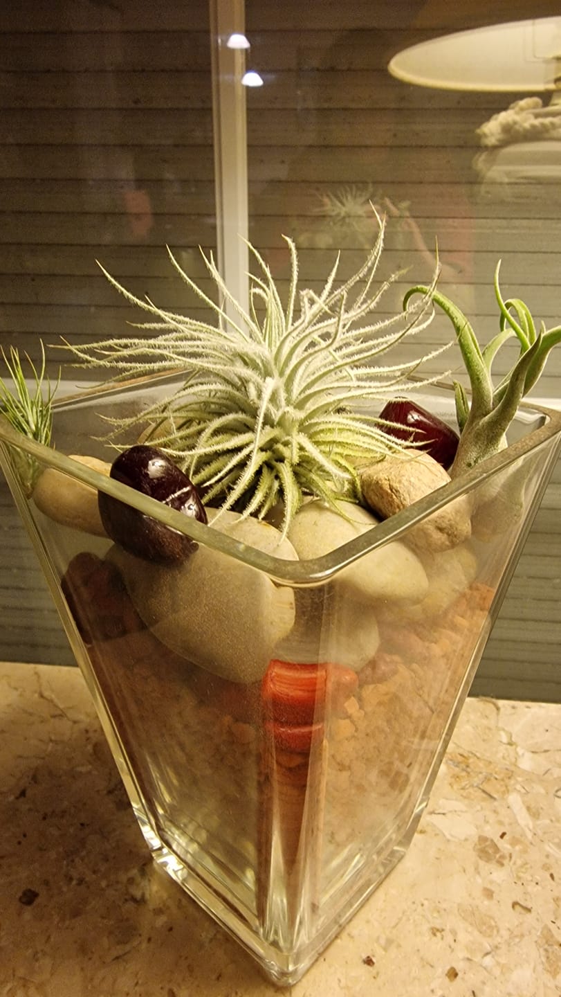 Customer photo review of Tillandsia tectorum "snow"