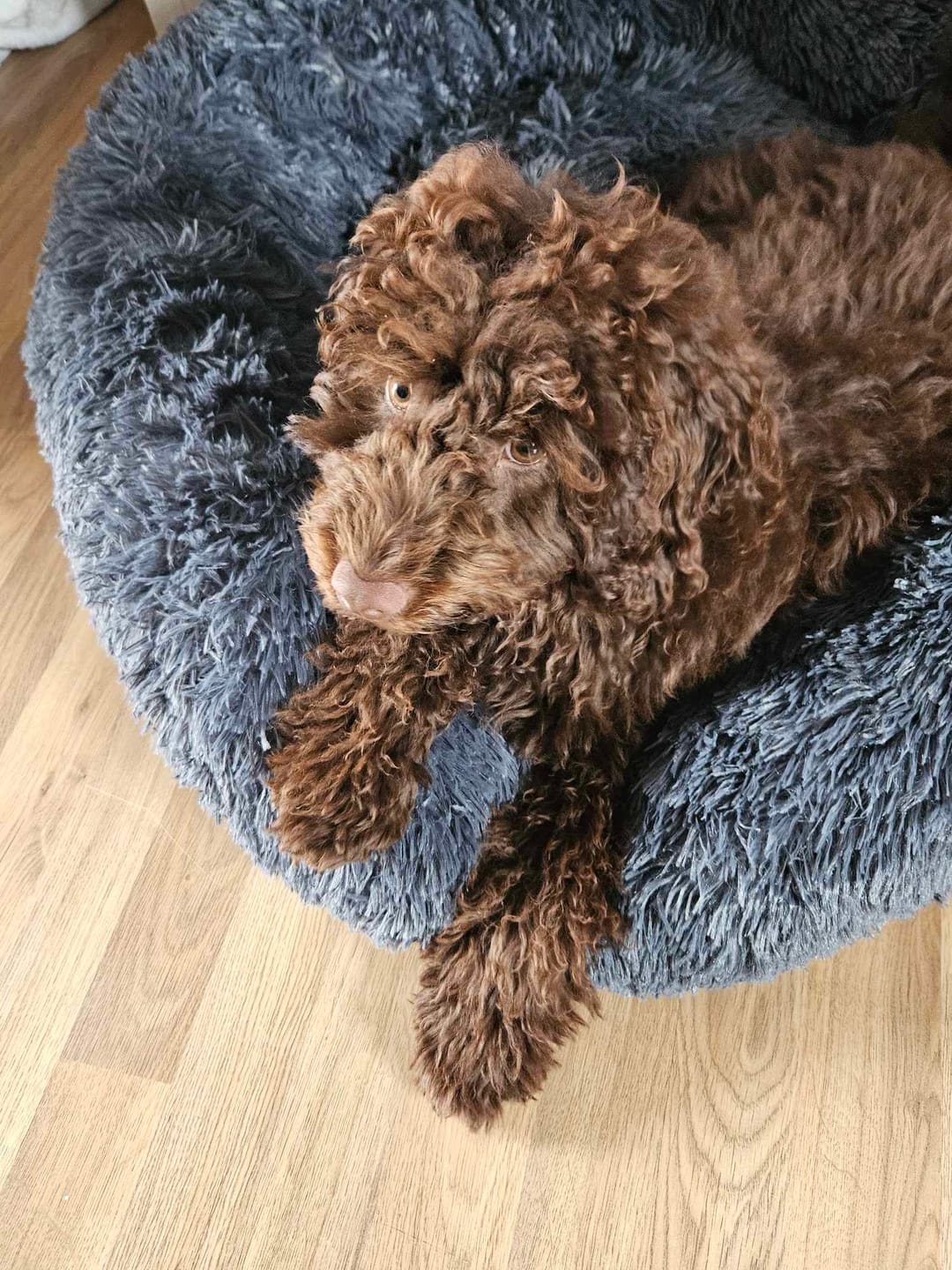 Customer photo review of Spare Calming Dog Bed Cover