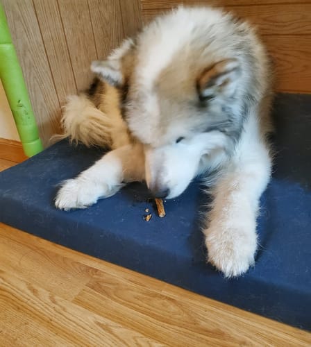 Customer photo review of Beef Tripe Twists 4-5"
