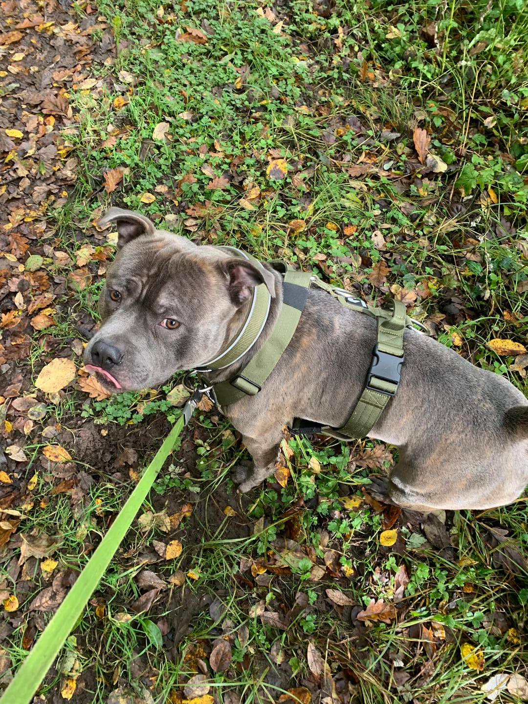Customer photo review of Ultra Harness - Anti pull - Khaki